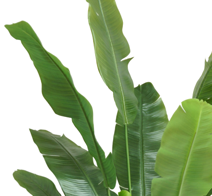 Kunstpflanze Strelitzia Nicolai Deluxe 180 cm