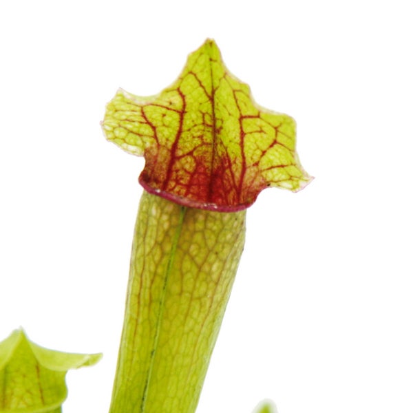 Sarracenia Schlauchpflanze mit hellgrünen Blättern und markanten roten Blattadern.