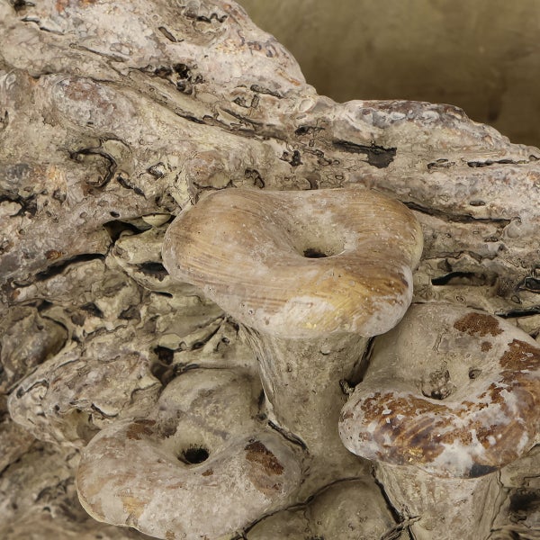 Pilzzuchtset mit Pilzen auf Holzstamm