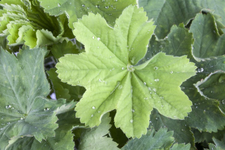 Alchemilla mollis, Frauenmantel, grünlich-gelb, ca. 9x9 cm Topf
