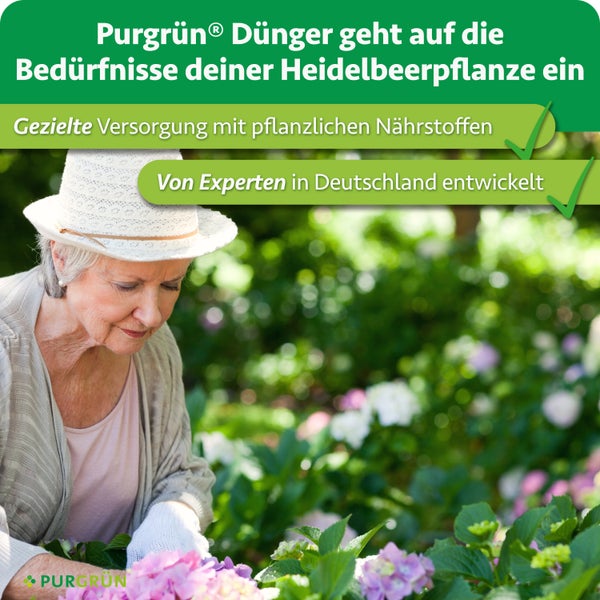 Eine Frau mit Hut pflegt Pflanzen im Garten, Werbebanner für Purgrün Heidelbeerdünger mit Hinweisen zu Nährstoffen und Entwicklung in Deutschland.