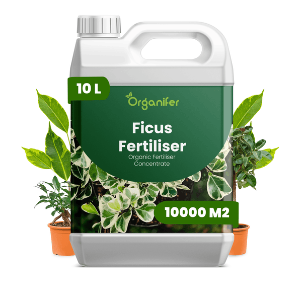 Organifer Ficus Dünger, organisches Düngerkonzentrat im 10 Liter Kanister für 10000 Quadratmeter, Organifer Logo, abgebildet mit Ficus-Pflanzen.