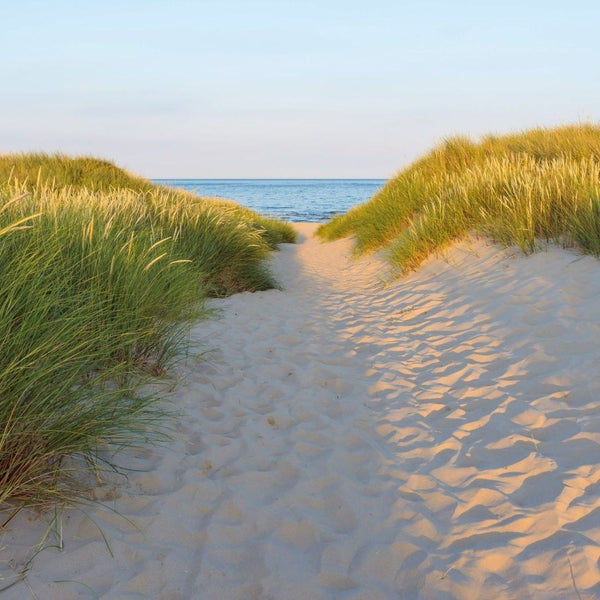 Sandweg zwischen Gräsern führt zum Meer