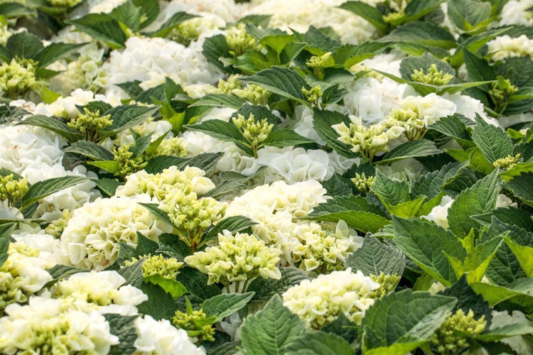 Hydrangea macrophylla 'Bianco', Hortensie, weiß, 40–60 cm