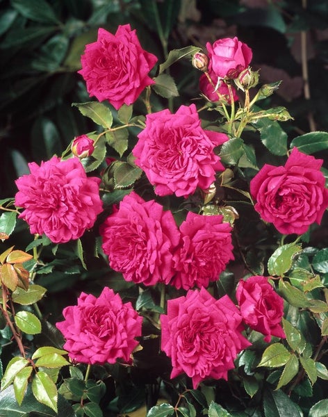 Rosa 'Laguna', Kletterrose, pink, 5-7,5 Liter Container