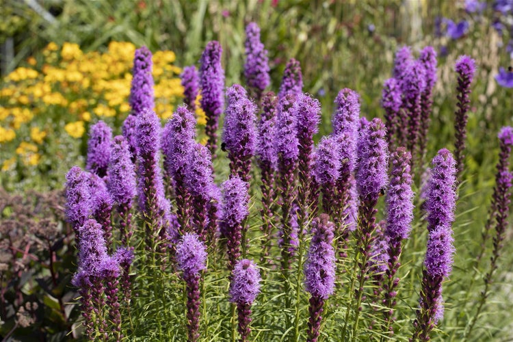 Liatris spicata, Prachtscharte, violett, ca. 9x9 cm Topf