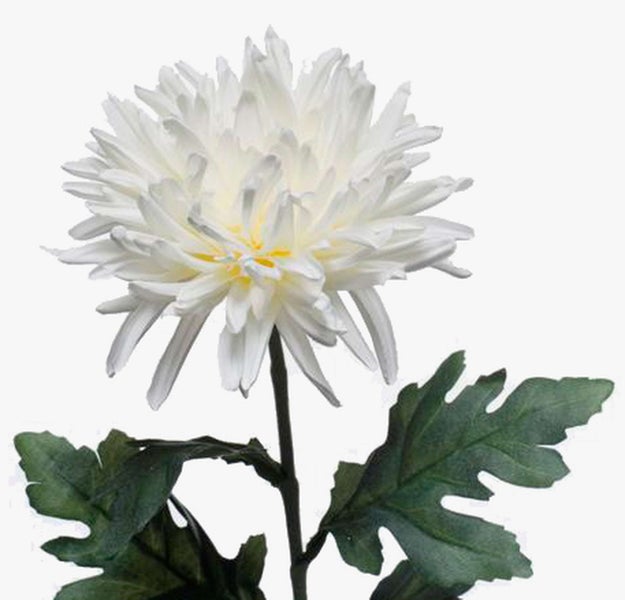 Weiße Chrysantheme mit grünem Stängel und Blättern.