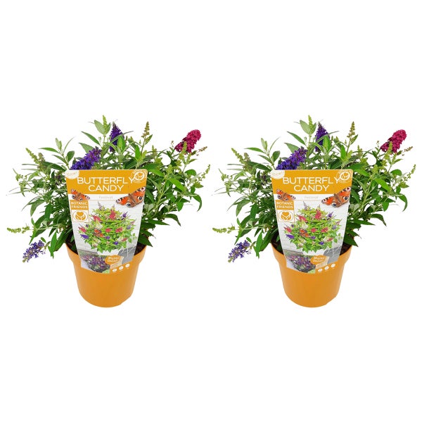 Schmetterlingsstrauch in einem Topf mit Blüten in verschiedenen Farben