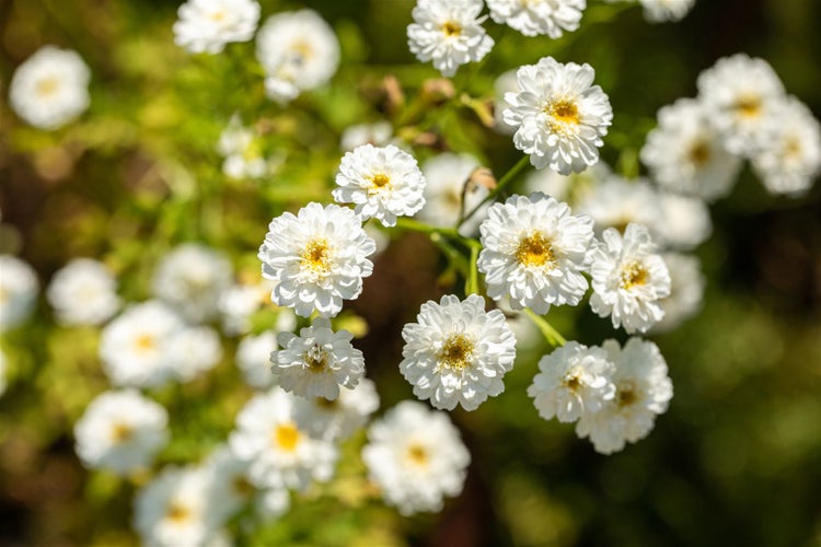 Nahaufnahme von weißen Margeritenblüten