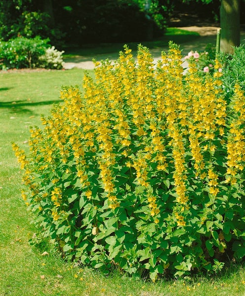 Gelbblühende Lysimachia auf einer Wiese im Garten.