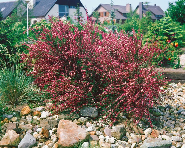 Cytisus praecox 'Hollandia', Besenginster, rosa Blüten, 40–60 cm