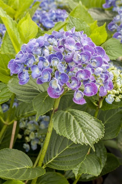 Hydrangea macrophylla 'Hovaria® Hopcorn', Hortensie, 30–40 cm