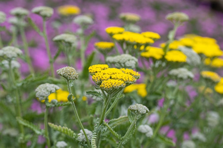 Achillea clypeolata 'Moonshine', Schafgarbe, leuchtend gelb, ca. 9x9 cm Topf