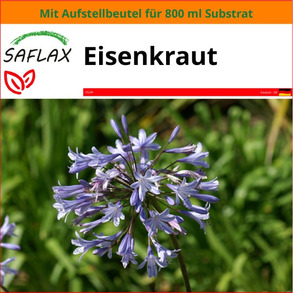 SAFLAX Garden in the bag - Eisenkraut - Verbena officinalis - 250 Samen - Mit Anzuchtsubstrat im praktischen, selbst aufstellenden Beutel