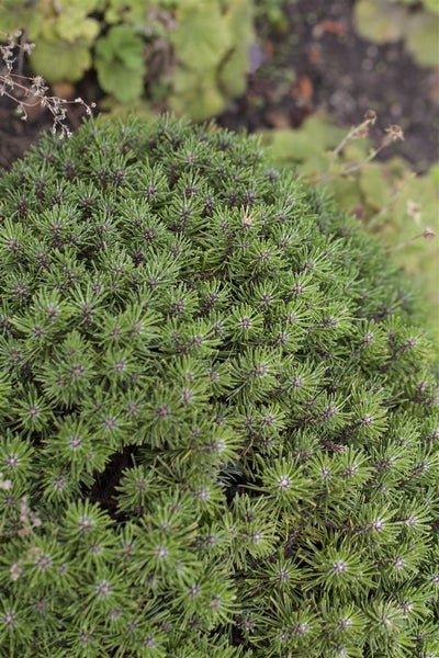 Kissenkiefer im Detail