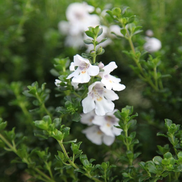 Nemesia Pflanze mit Blättern und Blüten