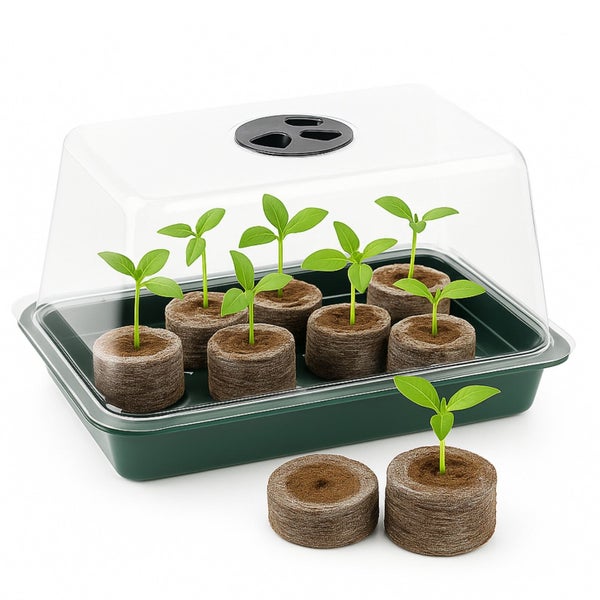 Anzuchtkasten mit Quelltabletten und jungen Pflanzen