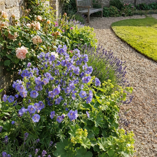 Ein helles Gartenbeet mit blauen Stauden, Lavendel und Rosen neben einem Kiesweg und einer Steinmauer.