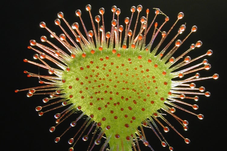 SAFLAX  - Rundblättriger Sonnentau - Drosera rotundifolia - 50 Samen - Mit keimfreiem Anzuchtsubstrat
