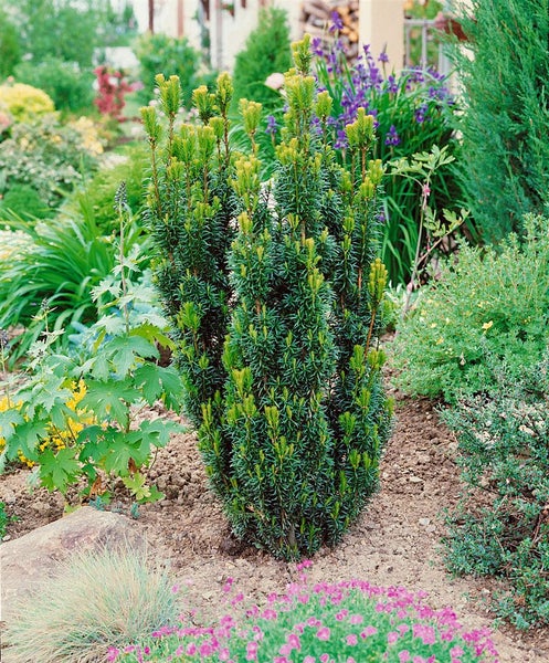 Taxus media 'Hicksii', Säuleneibe, immergrün, 30–40 cm