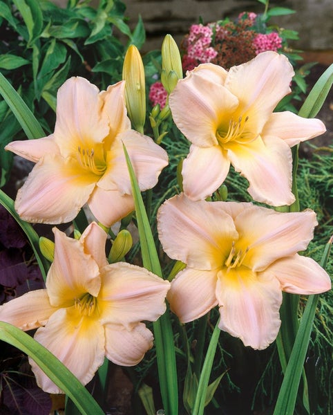 Hemerocallis x cult. 'Gentle Shepherd', Taglilie, weiß, ca. 11x11 cm Topf
