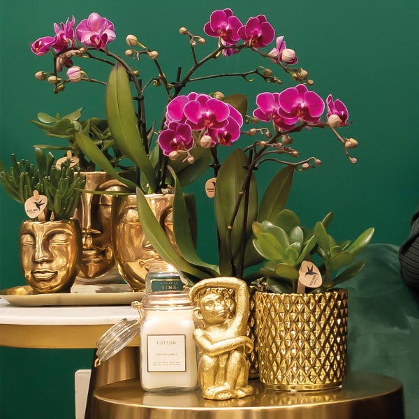 Kolibri Orchids lila Phalaenopsis-Orchidee Morelia + Diamant-Dekotopf gold Topfgröße 9cm 40cm hoch blühende Zimmerpflanze frisch vom Züchter