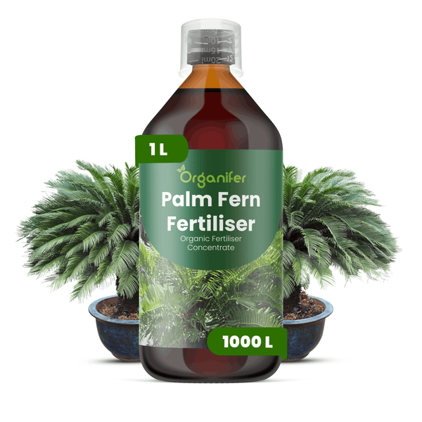 Organifer Palm- und Farndünger, organisches Düngerkonzentrat, 1 Liter Flasche für 1000 Liter Gießwasser.