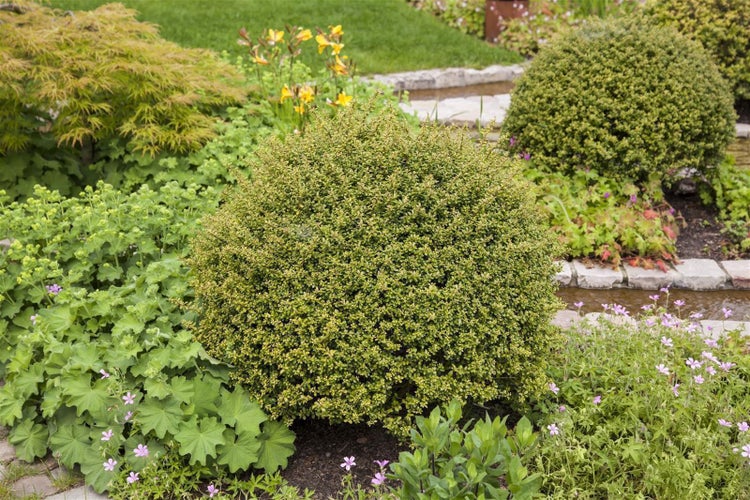 Ilex crenata 'Glorie Gem', Japanische Stechpalme, immergrün, 30–40 cm