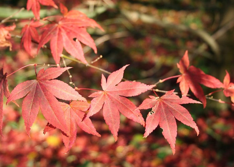 SAFLAX Garden to go - Roter Fächerahorn - Acer palmatum atropurpureum - 20 Samen - Mit Topf, Klima - Deckel und Anzuchtsubstrat