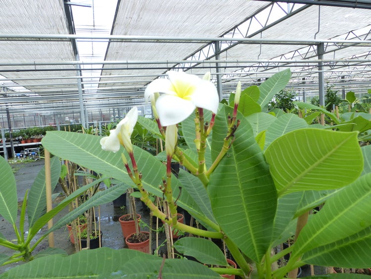 Bluhende Frangipani Pflanze mit weiss gelben Bluten in einem Gewachshaus mit zahlreichen Topfpflanzen im Hintergrund.