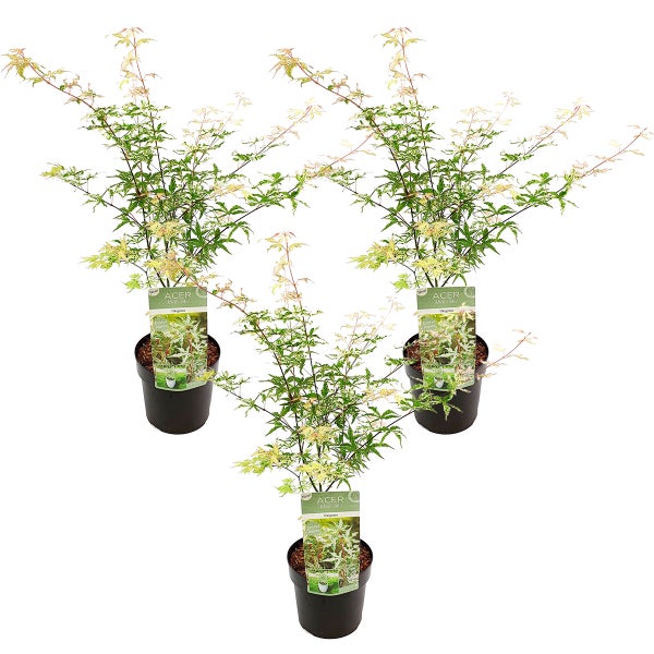3x Acer 'Ukigumo' – Japanischer Ahorn – Strauch – Pflegeleicht – ⌀13cm - ↕30-35cm