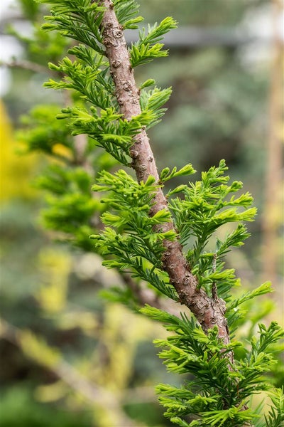 Nahaufnahme eines Zweiges einer Küstensequoie mit grünen Blättern.