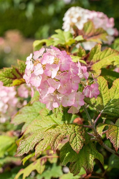 Nahaufnahme einer rosa Hortensienblüte mit grünen Blättern