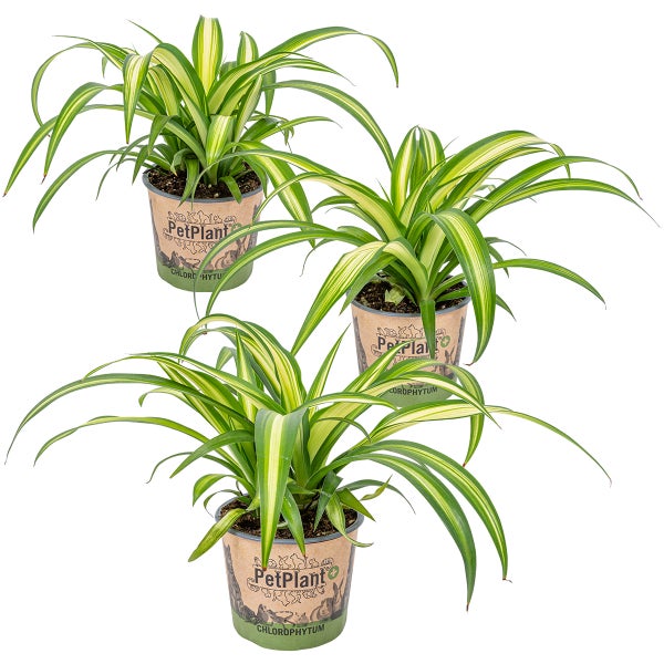 3x Chlorophytum 'Hawaiian' - Haustierfreundlich - Luftreinigend - ⌀12 - ↕25 cm