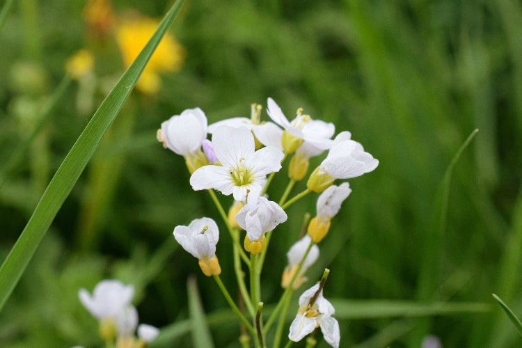 SAFLAX  - Wiesenschaumkraut - Cardamine pratensis - 100 Samen