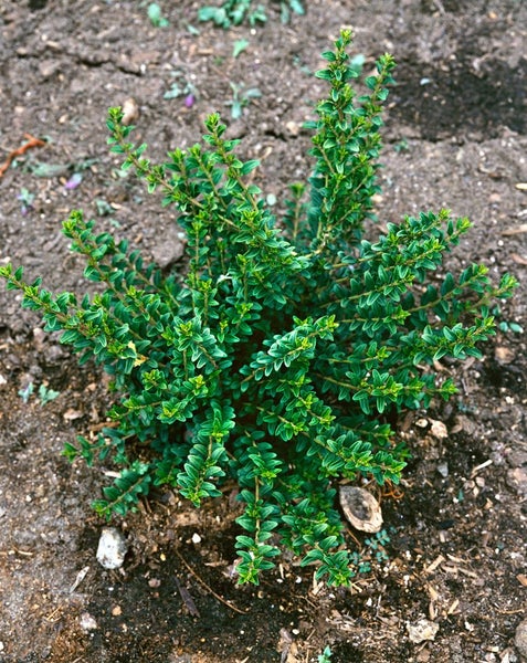 Lonicera pileata, Kriech-Heckenkirsche, immergrün, 20–30 cm