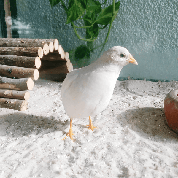 Weiße Wachtel auf hellem Vogelsand in einem Gehege mit einer Holzbrücke aus Ästen und einer grünen Pflanze.