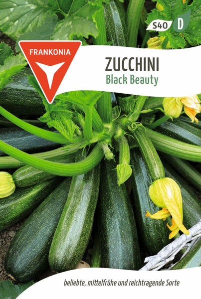 Zucchini Black Beauty Pflanze mit Zucchiniblüten