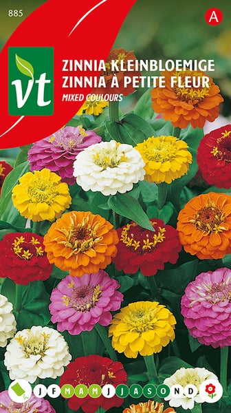 Zinnia kleinblütige Mischung