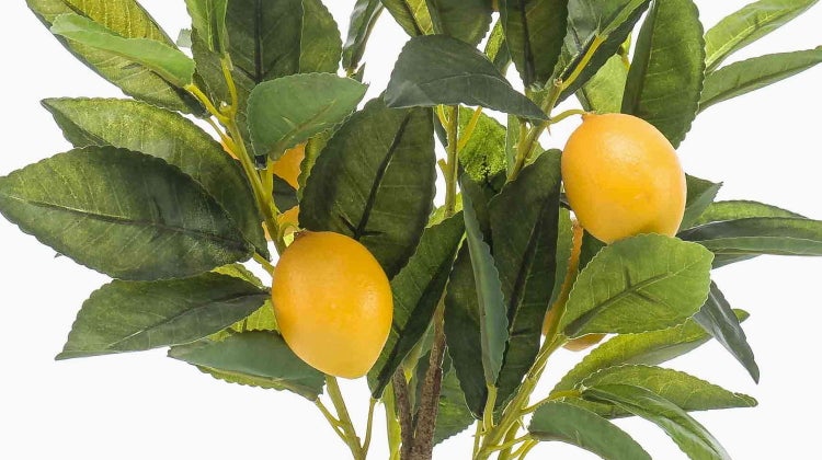 Künstlicher Zitronenbaum mit grünen Blättern und gelben Früchten für die Innendekoration.