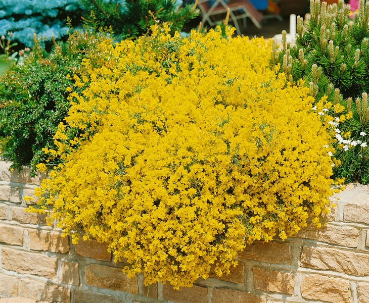 Genista lydia, Ginster, gelb, 20–30 cm