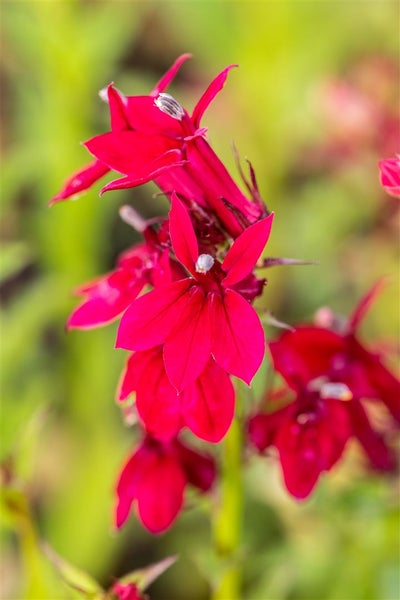 Lobelia x speciosa 'Fan Burgundy', burgunderrot, ca. 9x9 cm Topf
