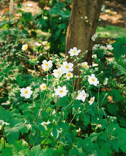 Anemone japonica 'Honorine Jobert', Herbst-Anemone, weiß, ca. 9x9 cm Topf