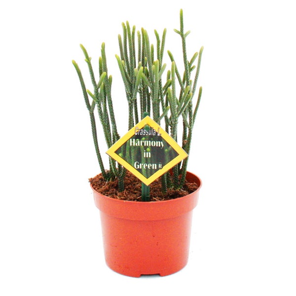Sukkulente - Crassula muscosa - Harmony in Green - 10cm Topf