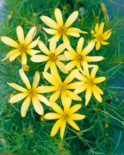 Coreopsis verticillata 'Moonbeam', Mädchenauge, hellgelb, ca. 9x9 cm Topf