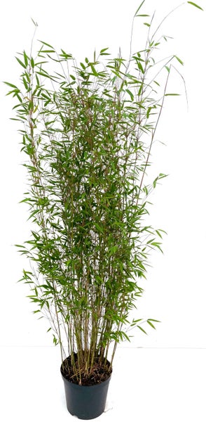 Bambuspflanze im Topf