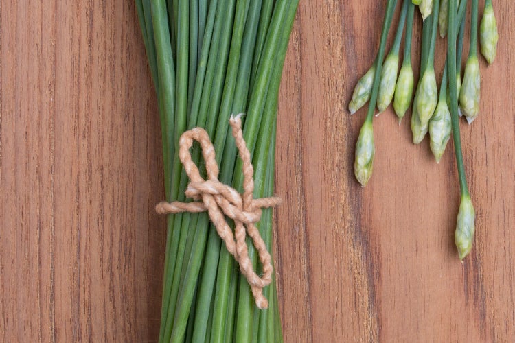 SAFLAX Garden to go - BIO - Schnitt - Knoblauch - Allium tuberosum - 100 Samen - Mit Topf, Klima - Deckel und Anzuchtsubstrat