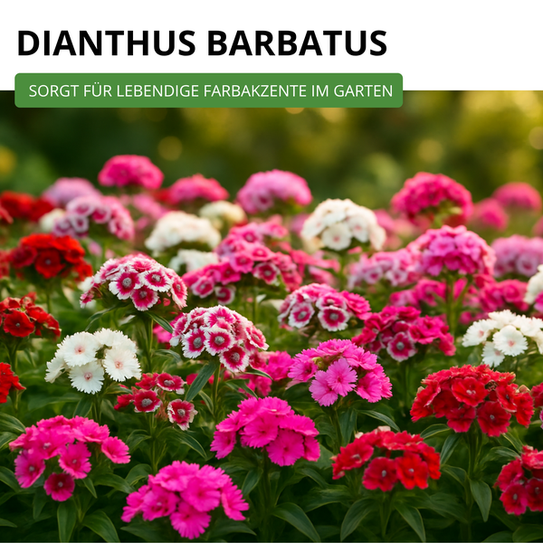 Feld von Bartnelken im Garten