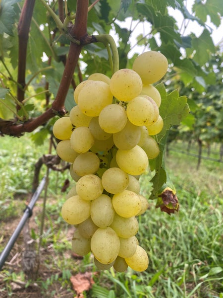 Eine pralle Traube heller Weintrauben hängt an einem Rebstock in einem Weinberg.