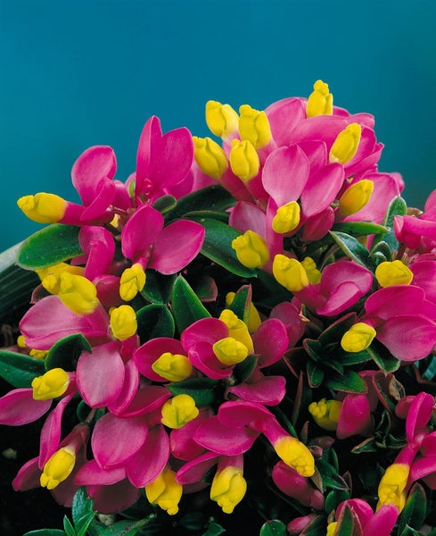 Polygala chamaebuxus, Buchsblättrige Kreuzblume, ca. 9x9 cm Topf